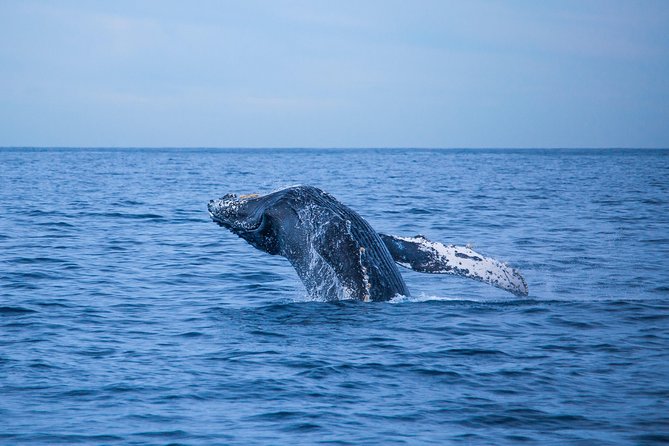 Whale Watching Experiencie with breakfast - The Value: Why This Whale Watching Tour Stands Out