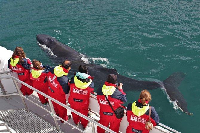 Whale Watching from Downtown Akureyri - Discover the Best Whale Watching from Downtown Akureyri