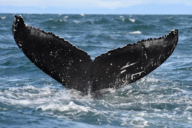 Whale Watching from Downtown Akureyri - Watching for Whales: What You Can Expect