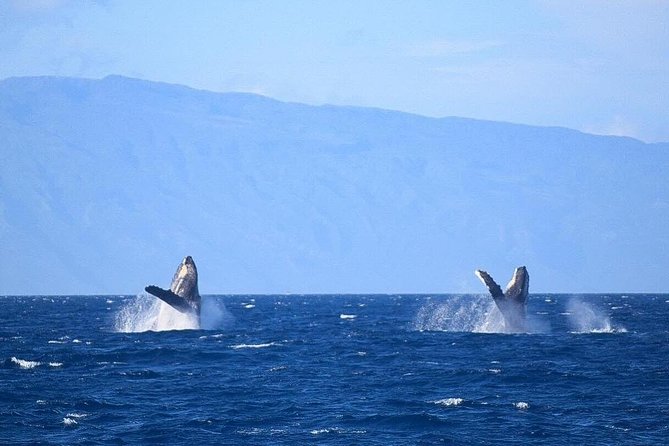 Whale Watching from Ma'alaea Harbor - The Booking Process and Cancellation Policy