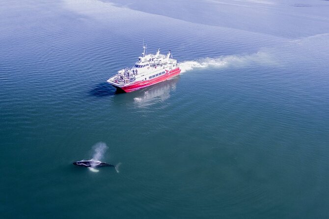Whale Watching from the Heart of Akureyri - Meeting Point and Practical Logistics at Elding Whale Watching Akureyri