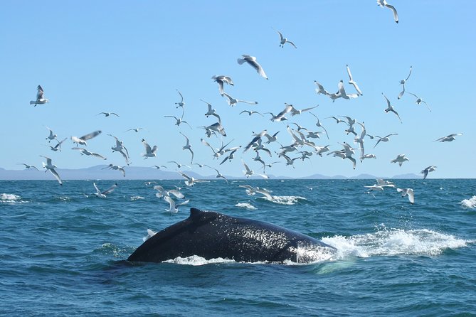 Whale Watching from the Heart of Akureyri - The Spectacular Marine Wildlife of Eyjafjörður Fjord