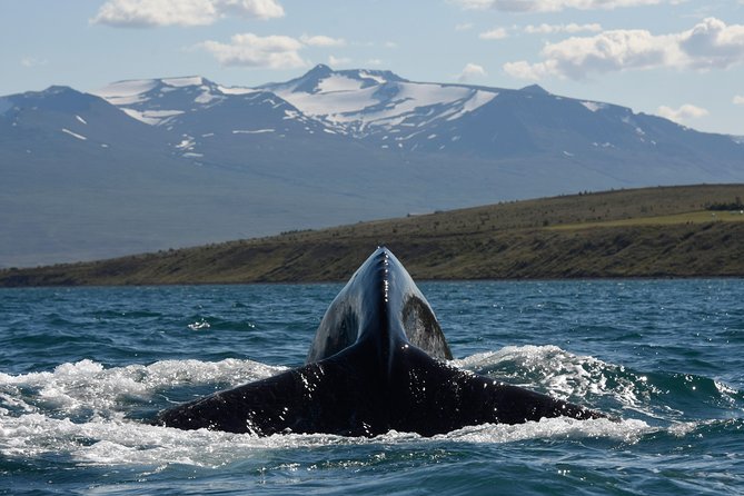 Whale Watching from the Heart of Akureyri - The Design and Comfort of the Whale Watching Vessel