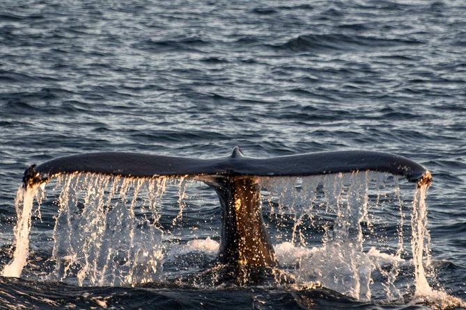 Whale Watching from the Heart of Akureyri - The Flexibility and Scheduling of Departure Times