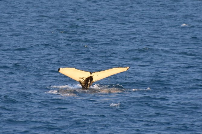 Whale Watching from the Heart of Akureyri - Who will enjoy this tour most?