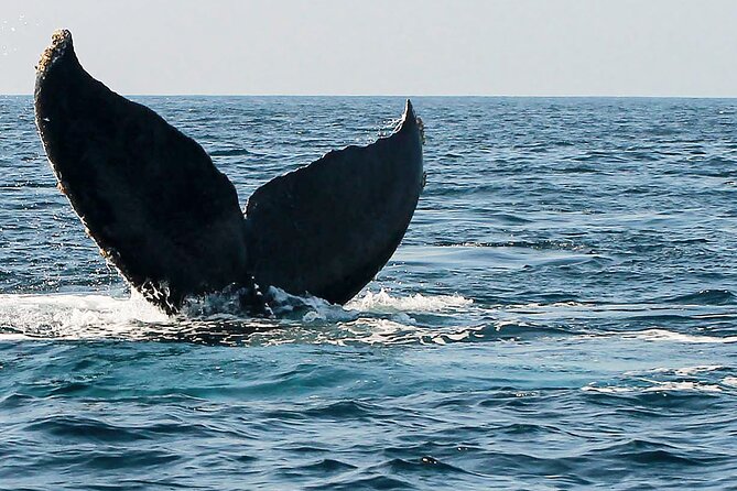 Whale Watching Guaranteed Experience in Puerto Vallarta - Key Points