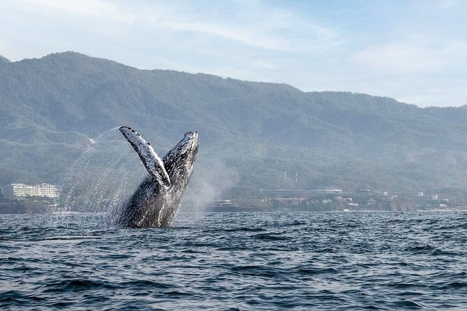 Whale Watching Guaranteed Experience in Puerto Vallarta - The Speed and Comfort of High-Speed Boats