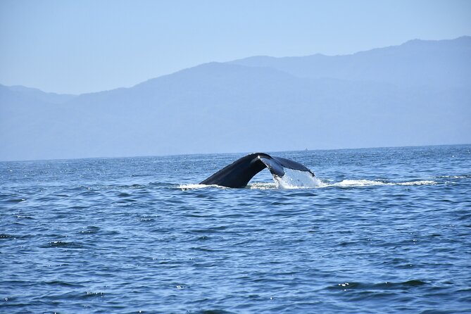 Whale Watching Guaranteed Experience in Puerto Vallarta - Meeting Location and Accessibility