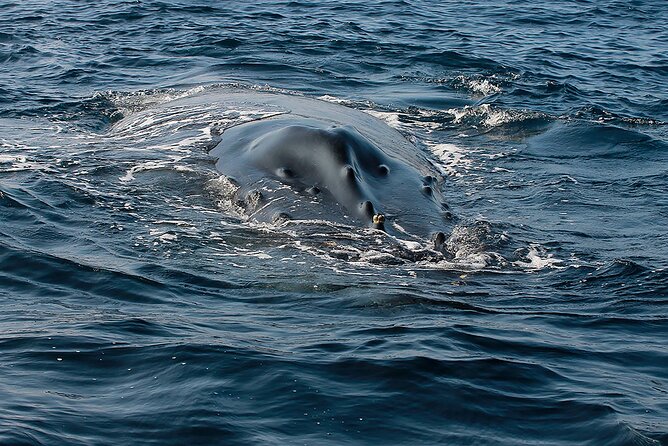 Whale Watching Guaranteed Experience in Puerto Vallarta - What to Expect During the 3-Hour Tour