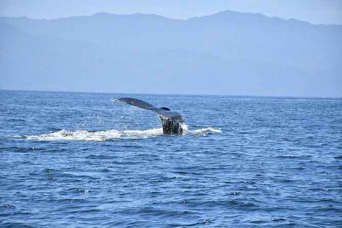 Whale Watching Guaranteed Experience in Puerto Vallarta - The Unique Encounters with Whales and Dolphins