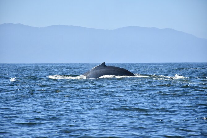 Whale Watching Guaranteed Experience in Puerto Vallarta - Logistics, Group Size, and Tour Capacity