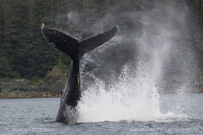 Whale-watching, Icy point, Hoonah , whales, Orca, killer-whales. - Wildlife Encounters and Sightings