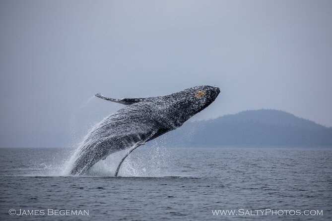 Whale-watching, Icy point, Hoonah , whales, Orca, killer-whales. - Customer Satisfaction and Reviews