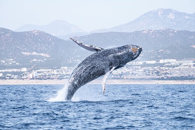 Whale Watching in Cabo San Lucas - Explore the Majestic Humpback Whales in Cabo San Lucas for $50