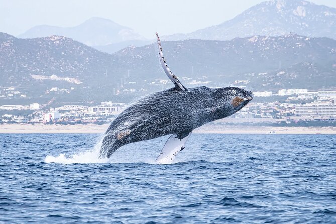 Whale Watching in Cabo San Lucas - Key Points