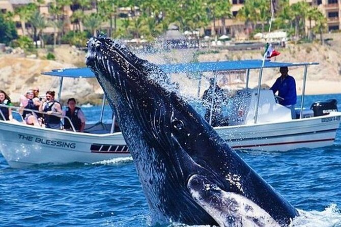 Whale Watching in Cabo San Lucas - Why Choose This Whale Watching Tour in Cabo San Lucas