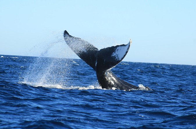 Whale Watching in Cabo San Lucas - The Experience with Guides Like Clem and Julian