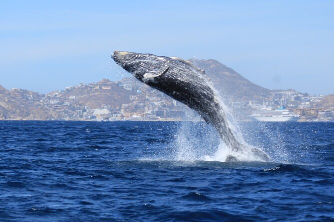 Whale Watching in Cabo San Lucas - The Small-Group Advantage: Personalized Encounters