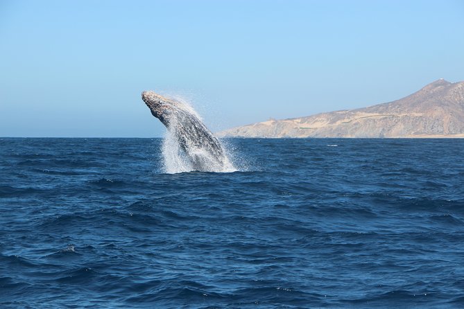 Whale Watching in Cabo San Lucas on board our Luxury Trimaran! - What’s Included in the Whale Watching Experience?