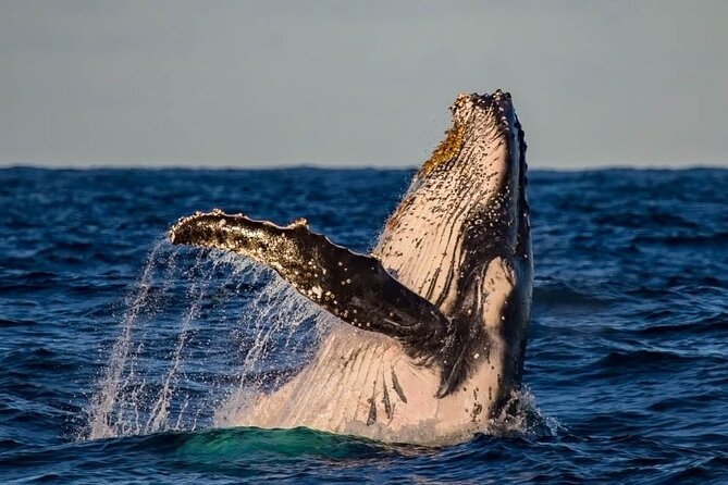 Whale Watching in Cabo San Lucas on board our Luxury Trimaran! - How the Tour Handles the Challenges of Wildlife Sightings