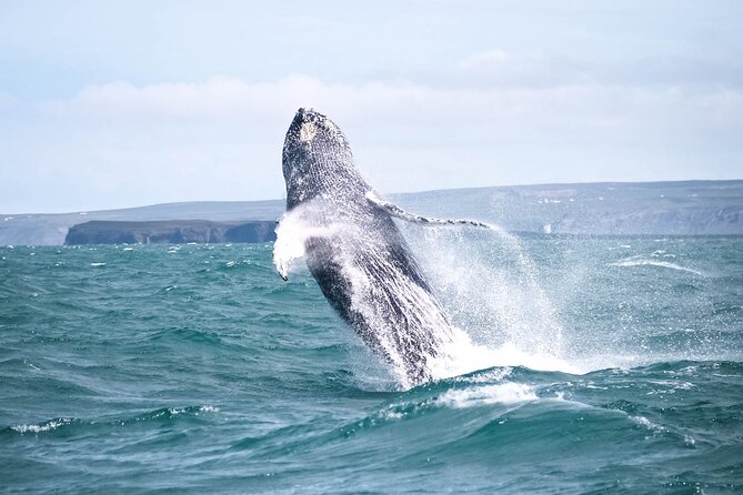 Whale Watching in Husavik - Starting Point and Meeting Logistics in Husavík