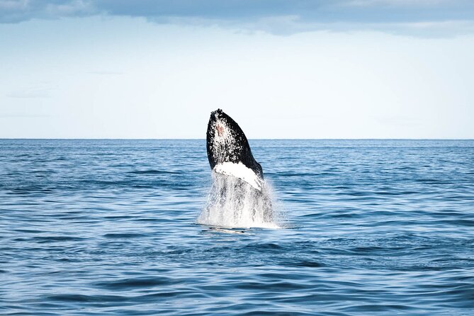 Whale Watching in Husavik - Wildlife Encounters: Whales, Dolphins, and Birds