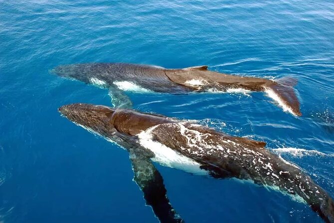 Whale Watching in Kona - Discover the Personal Touch of Kona Whale Watching with Ohana Ocean Connections