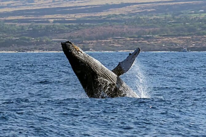 Whale Watching in Kona - What to Expect During the 2-Hour Outing