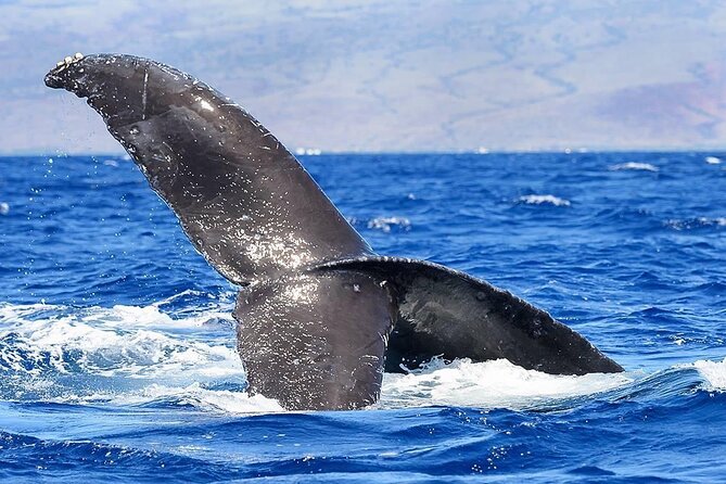 Whale Watching in Kona - Logistics, Safety, and Cancellation Policies