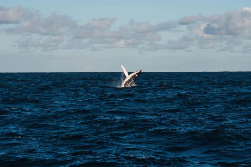 Whale Watching in La Paz  Gray Whale Encounter - Regional Lunch at a Local Restaurant After Whale Watching