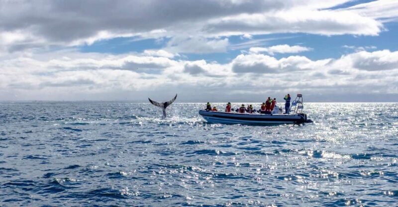 Whale Watching in Reykjavik by Speedboat - Suitability and Physical Requirements