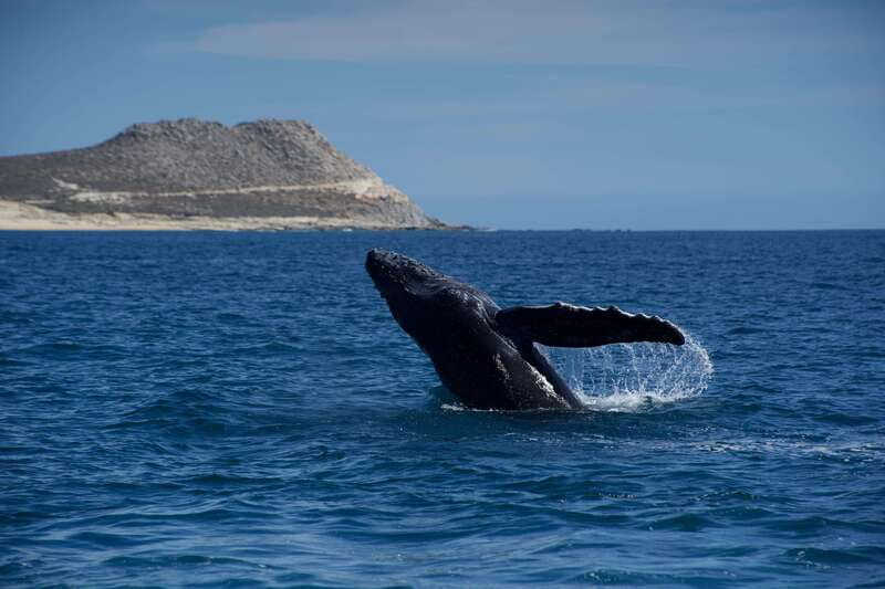Whale Watching in San Jose del Cabo - What Makes the Boat and Crew Special?