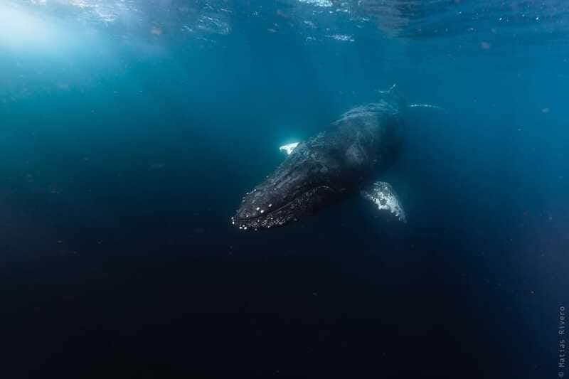 Whale Watching in San Jose del Cabo - Timing and Pacing of the Tours