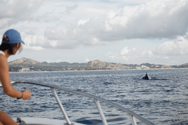 Whale Watching in San Jose del Cabo - Final Thoughts on Whale Watching in San Jose del Cabo