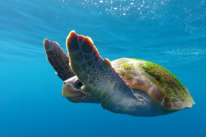 Whale watching in Tenerife. Atlantic Eco Experience - Small Group Size Promotes Personal Interaction and Wildlife Respect