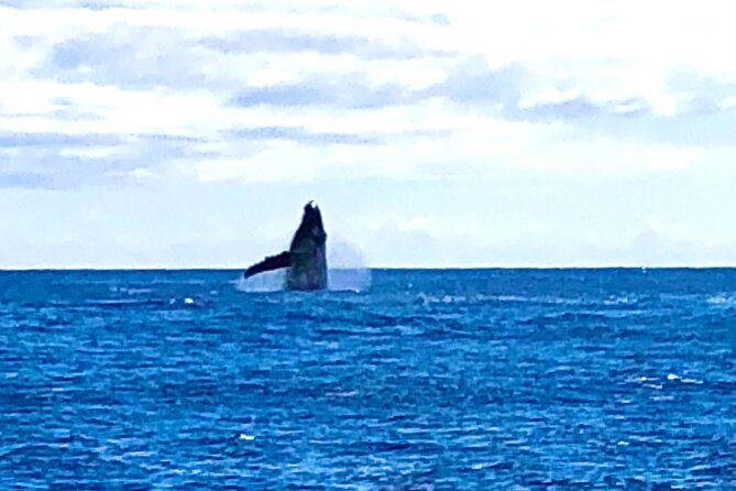 Whale Watching & Late Breakfast Cruise in Honolulu - Marine Life Sightings and the Whale Watching Goal