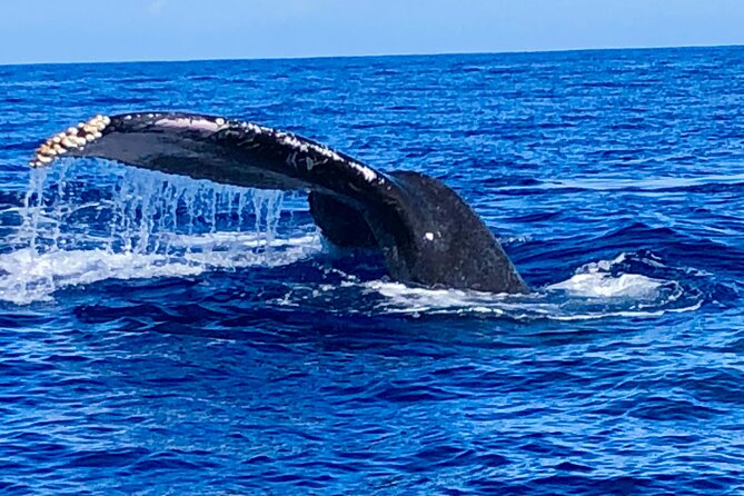 Whale Watching & Late Breakfast Cruise in Honolulu - Feedback on Crew and Service Quality