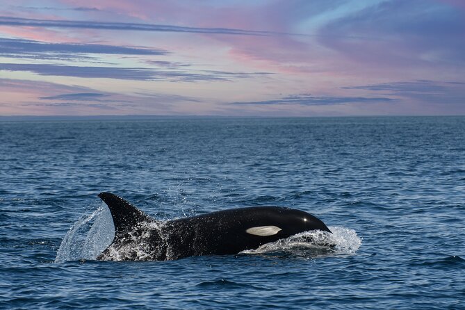 Whale Watching Monterey Bay semi-private limited to 6 people max - The Experience with Ocean Safaris