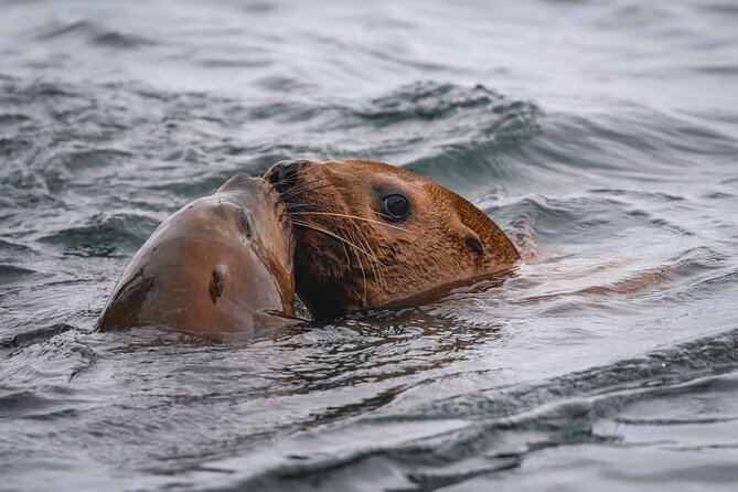 Whale Watching Nanaimo Open Boat Tour - Comfort and Safety: Gear and Suitability