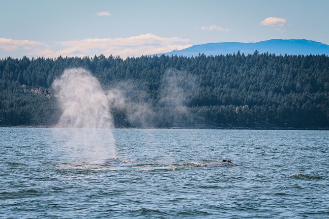 Whale Watching Nanaimo Open Boat Tour - Wildlife Encounters and Notable Sightings