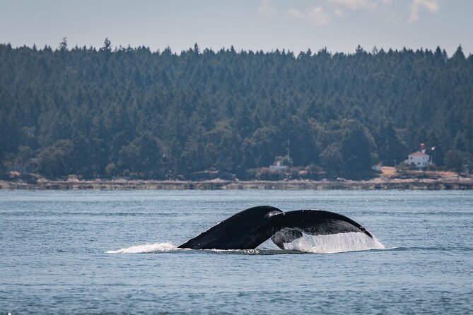 Whale Watching Nanaimo Open Boat Tour - Expert Naturalist Guides and Educational Focus