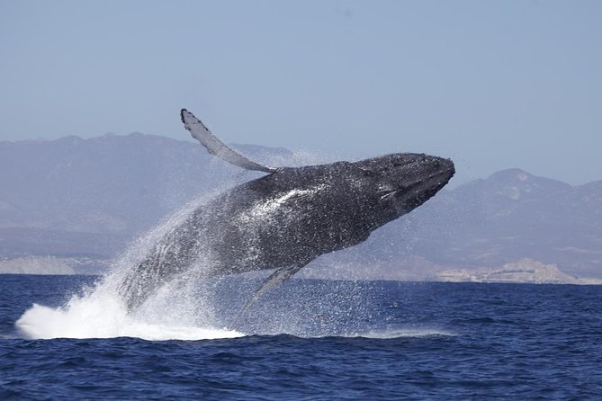 Whale Watching on 2 Level Big Boat with Breakfast and Drinks INCLUDED - Key Points