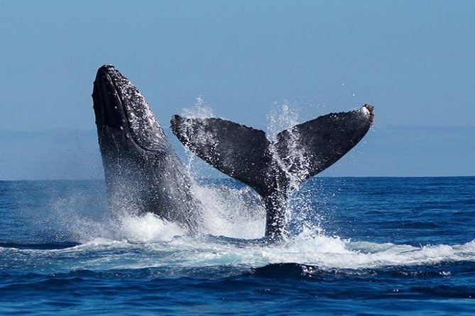 Whale Watching on 2 Level Big Boat with Breakfast and Drinks INCLUDED - Up Close with Cabo’s Marine Giants: Whales Galore