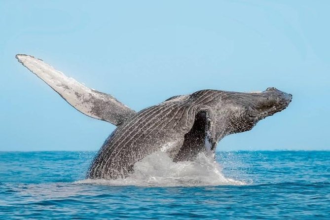 Whale Watching on 2 Level Big Boat with Breakfast and Drinks INCLUDED - Practical Tips for Your Whale Watching Adventure
