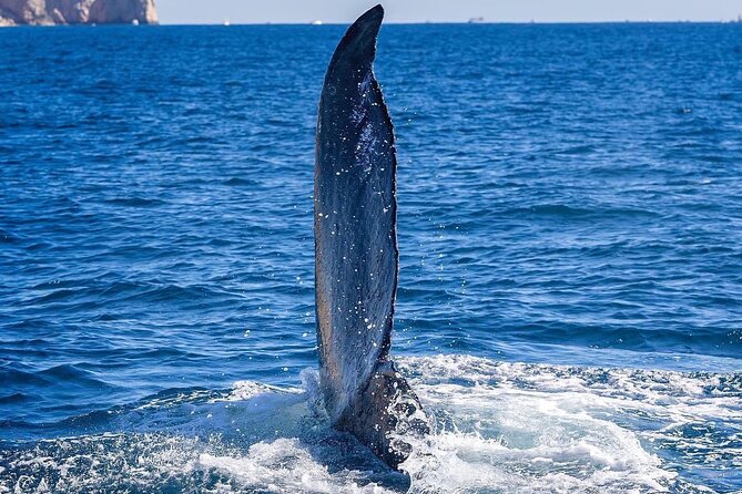 Whale Watching on a Glass Bottom Boat - The Marine Biologist Guides You Through Marine Life