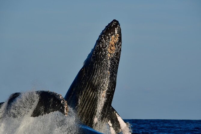 Whale Watching on a Glass Bottom Boat - Why This Whale Watching Tour Stands Out