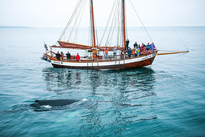 Whale Watching on a Traditional Oak Sailing Ship from Husavik - Discover the Historic Wooden Vessels of Húsavík