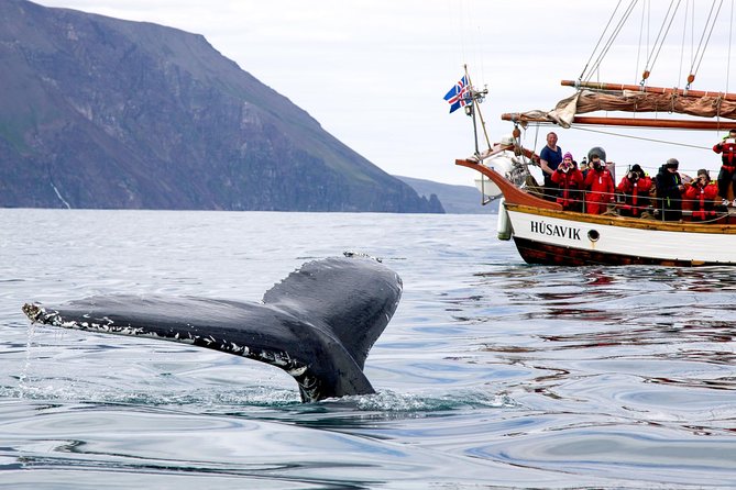 Whale Watching on a Traditional Oak Sailing Ship from Husavik - The Role of Guides and Crew During the Tour