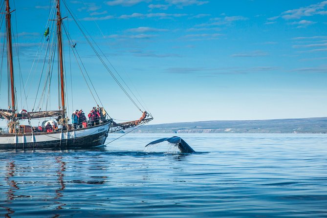 Whale Watching on a Traditional Oak Sailing Ship from Husavik - Stop Locations and What You See Along the Way