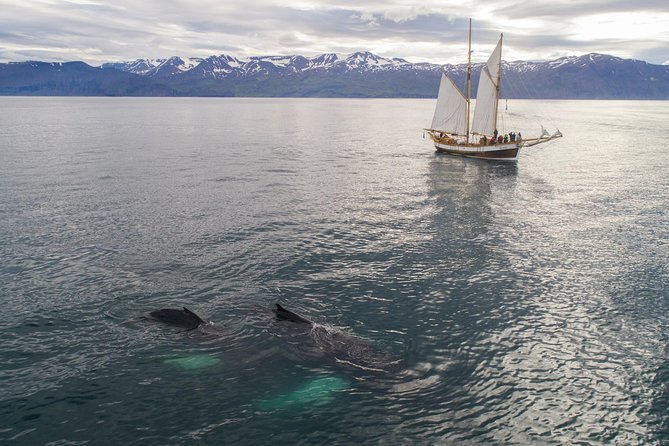 Whale Watching on a Traditional Oak Sailing Ship from Husavik - The Unique Appeal of the Electric Schooner Opal